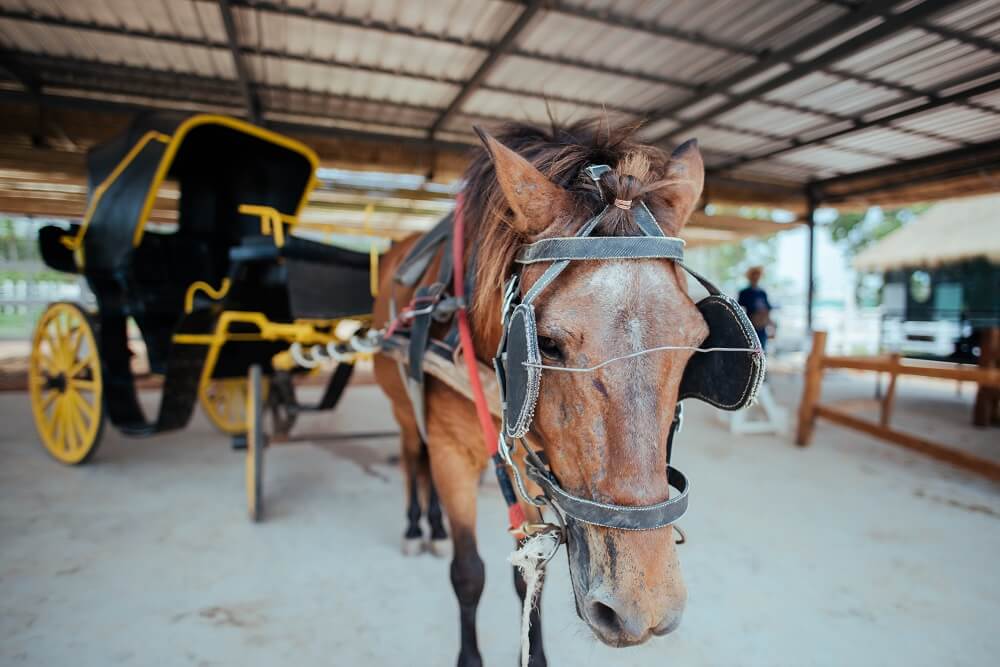 carro de caballos