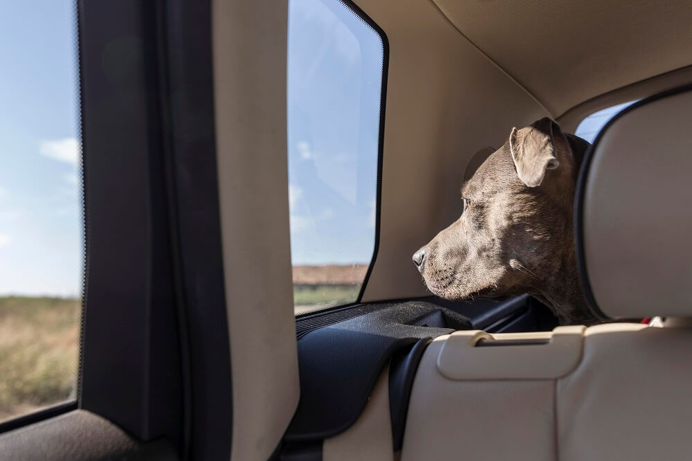 perro en el coche