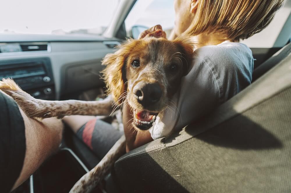 seguro de coche y mascota