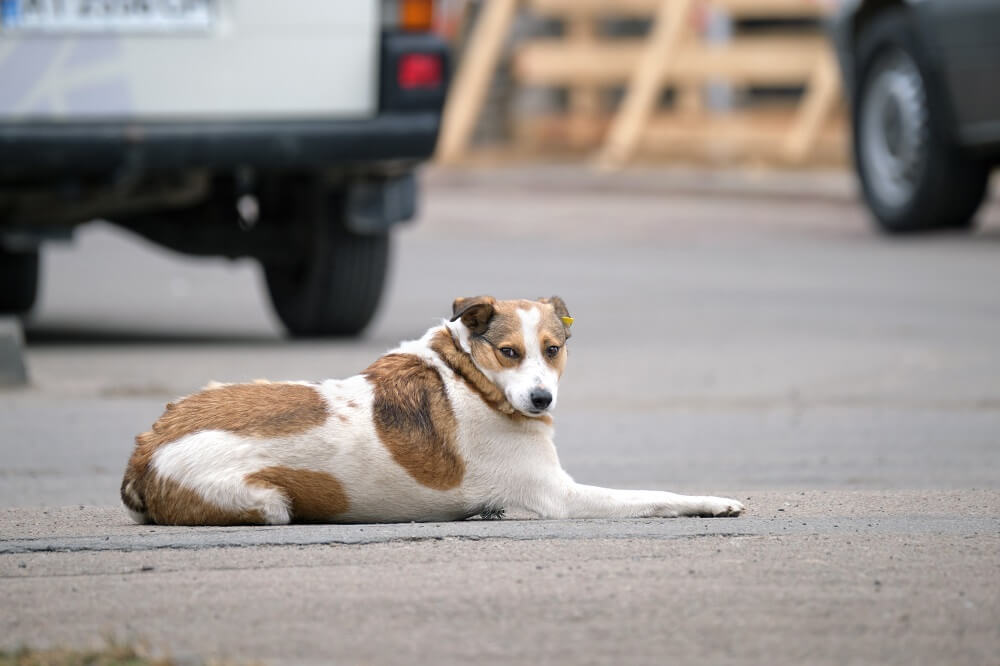 atropellas a un perro